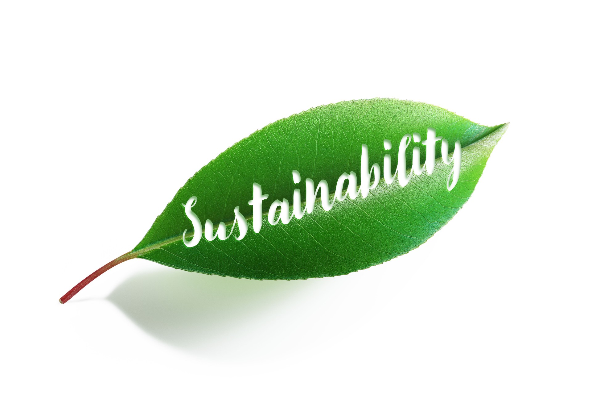 Sustainability Written Green Leaf On White Background